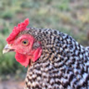 Meet your Posher, Sue